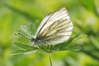 Pieris napi
